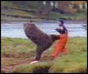 homme vs ours